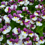 Nemesia Melody Morello Ice